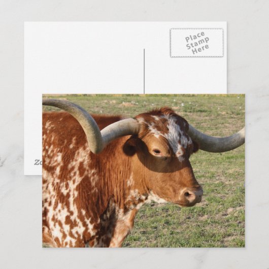 Texas Longhorn Closeup Briefkaart (Voorkant / Achterkant)