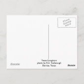Texas Longhorn Closeup Briefkaart (Achterkant)