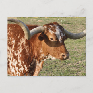 Texas Longhorn Closeup Briefkaart