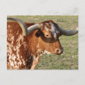Texas Longhorn Closeup Briefkaart (Voorkant)