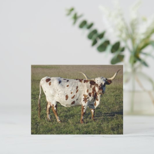 Texas Longhorn Cow Briefkaart (Staand voorkant)