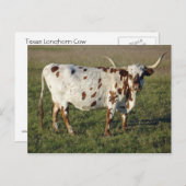 Texas Longhorn Cow Briefkaart (Voorkant / Achterkant)