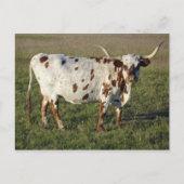 Texas Longhorn Cow Briefkaart (Voorkant)