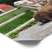 Texas Longhorn en American Bison Poster (Hoek)