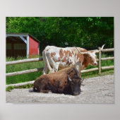 Texas Longhorn en American Bison Poster (Voorkant)