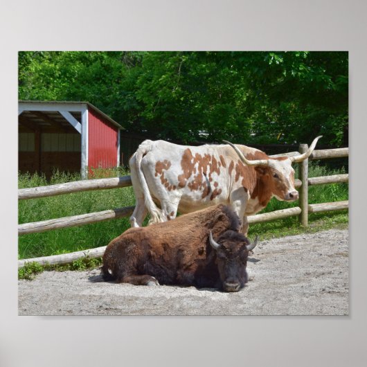Texas Longhorn en American Bison Poster (Voorkant)