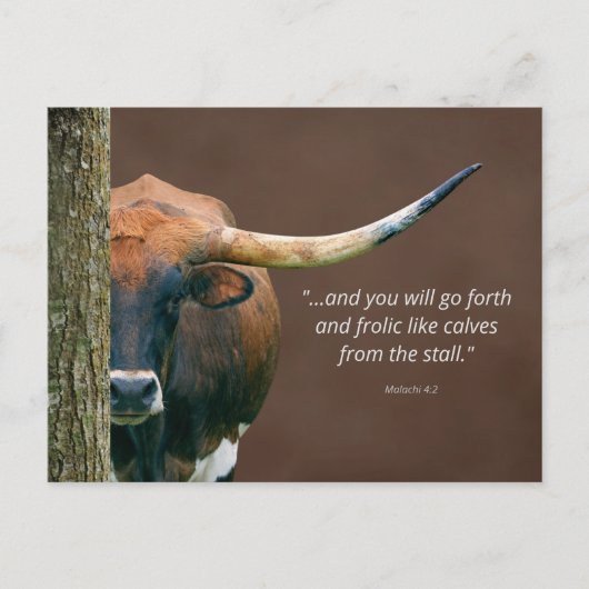 Texas Longhorn Koe Briefkaart - Eenvoudig geperson (Voorkant)