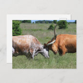 Texas Longhorn Koe Fight Briefkaart (Voorkant / Achterkant)