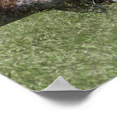 Texas Longhorn Koe Fight Poster (Hoek)