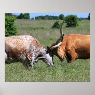 Texas Longhorn Koe Fight Poster