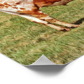 Texas Longhorn Koe Fotografische Art Print (Hoek)