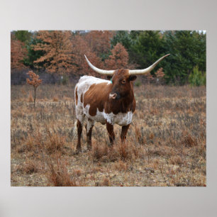 Texas Longhorn Koe in Herfst Meadow Boerderij Styl Poster