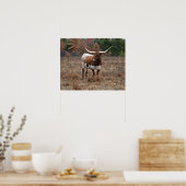 Texas Longhorn Koe in Herfst Meadow Boerderij Styl Poster (Keuken)