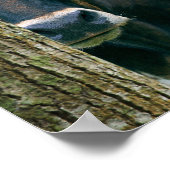 Texas Longhorn Koe Poster - formulering (Hoek)