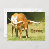 Texas Longhorn met Briefkaart van feiten (Voorkant / Achterkant)