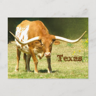 Texas Longhorn met Briefkaart van feiten