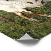 Texas Longhorn Poster (Hoek)