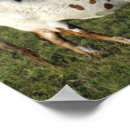 Texas Longhorn Poster (Hoek)