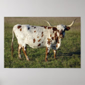 Texas Longhorn Poster (Voorkant)