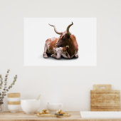 Texas Longhorn Poster Print (Keuken)
