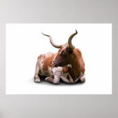 Texas Longhorn Poster Print (Voorkant)