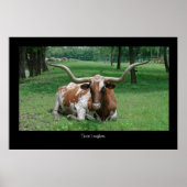 Texas Longhorn Poster Print (Voorkant)
