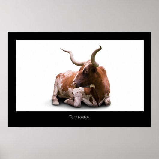 Texas Longhorn Poster Print (Voorkant)