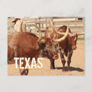 Texas Longhorn Reis Briefkaart