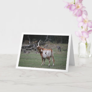 Texas Longhorn Runderen Kaart