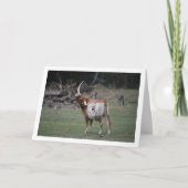 Texas Longhorn Runderen Kaart (Voorkant)