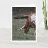 Texas Longhorn Runderen Kaart (Voorkant)