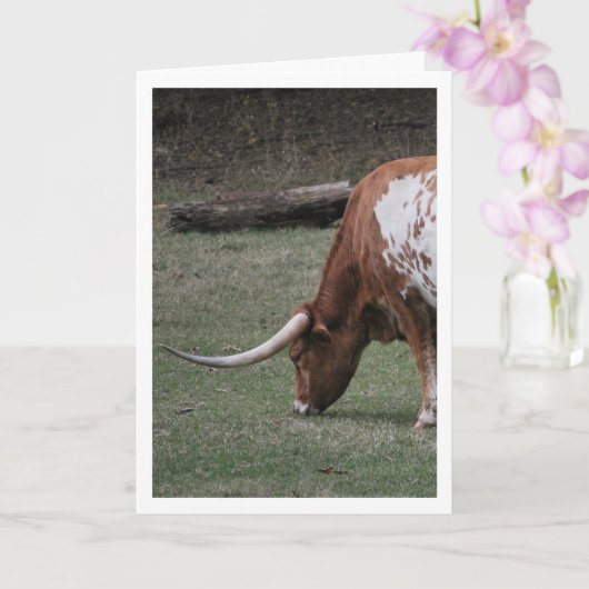 Texas Longhorn Runderen Kaart (Orchidee)