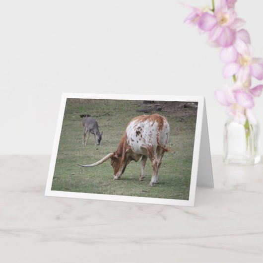 Texas Longhorn Rundvee Weiden Kaart (Orchidee)