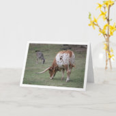 Texas Longhorn Rundvee Weidt Kaart (Gele Bloem)