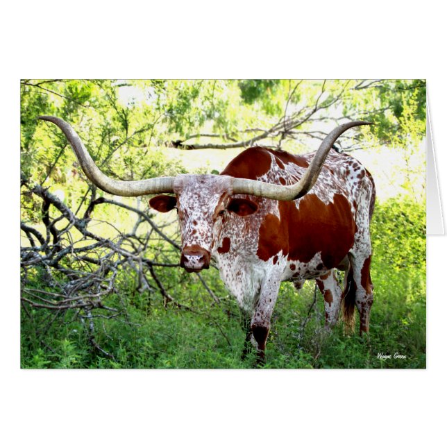 Texas Longhorn Steer (Voorkant Horizontaal)