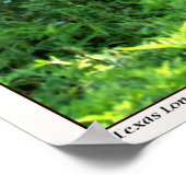 Texas Longhorn Steer Poster (Hoek)