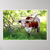 Texas Longhorn Steer Poster (Voorkant)