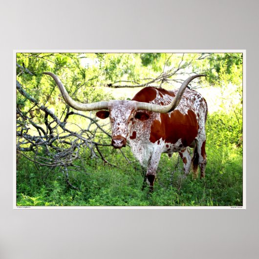Texas Longhorn Steer Poster (Voorkant)