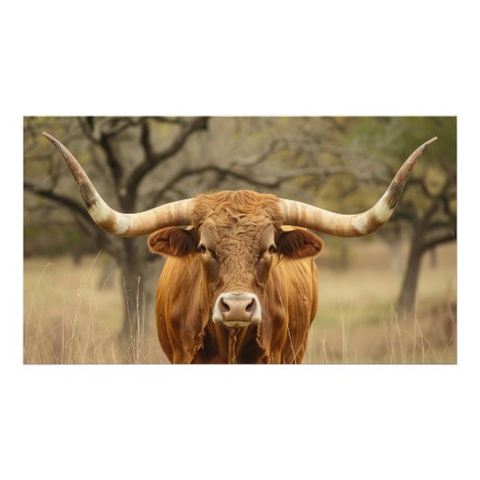 Texas Longhorn Stier Foto Afdruk (Voorkant)