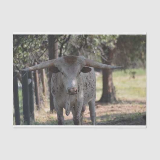 Texas Longhorn Tissue Paper Tissuepapier (Voorkant)
