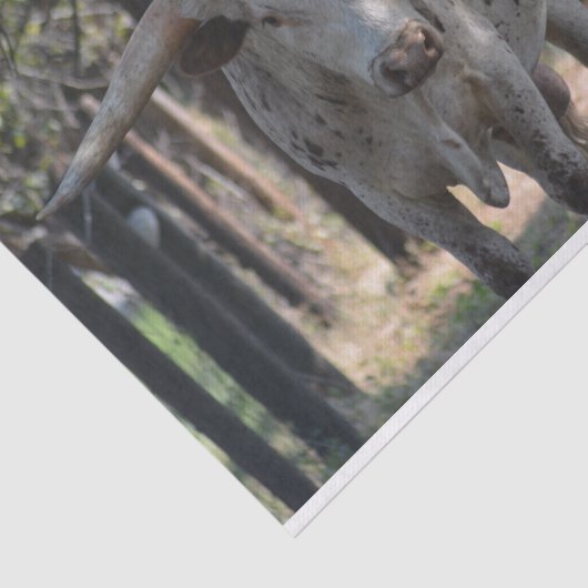 Texas Longhorn Tissue Paper Tissuepapier (Detail)