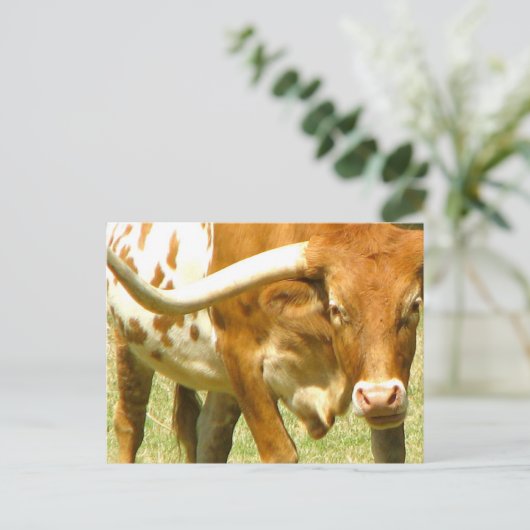 Texas Longhorn Up Close Briefkaart (Staand voorkant)