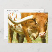 Texas Longhorn Up Close Briefkaart (Voorkant / Achterkant)