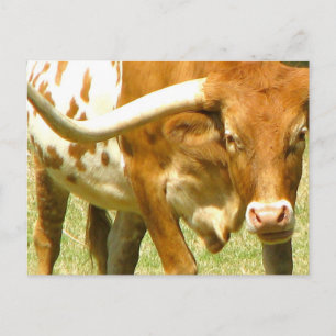 Texas Longhorn Up Close Briefkaart