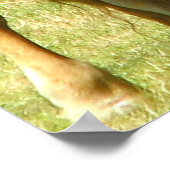 Texas Longhorn Up Close Poster (Hoek)
