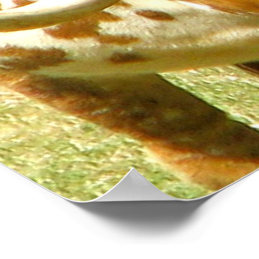 Texas Longhorn Up Close Poster (Hoek)