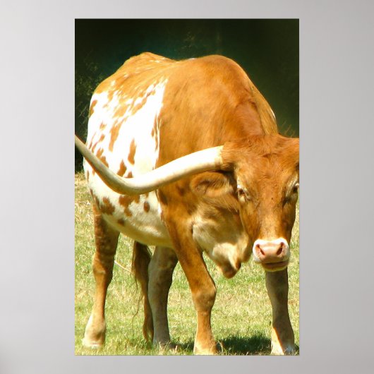 Texas Longhorn Up Close Poster (Voorkant)