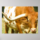 Texas Longhorn Up Close Poster (Voorkant)