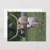 Texas Longhorns Briefkaart (Voorkant / Achterkant)