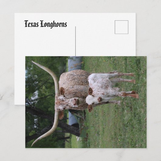 Texas Longhorns Briefkaart (Voorkant / Achterkant)